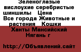 Зеленоглазые вислоухие серебристые шиншилы › Цена ­ 20 000 - Все города Животные и растения » Кошки   . Ханты-Мансийский,Нягань г.